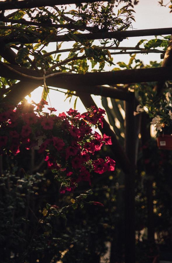 Hotel Villa Maria Sant'Angelo  エクステリア 写真